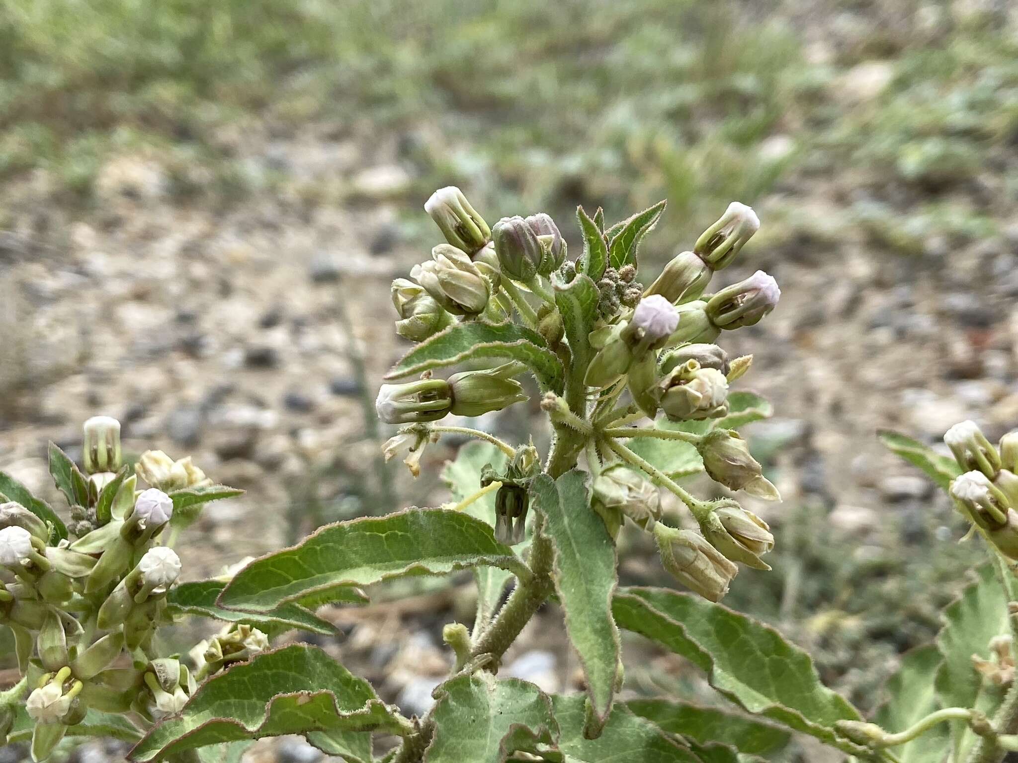 Plancia ëd Asclepias emoryi (Greene) Tidestr.