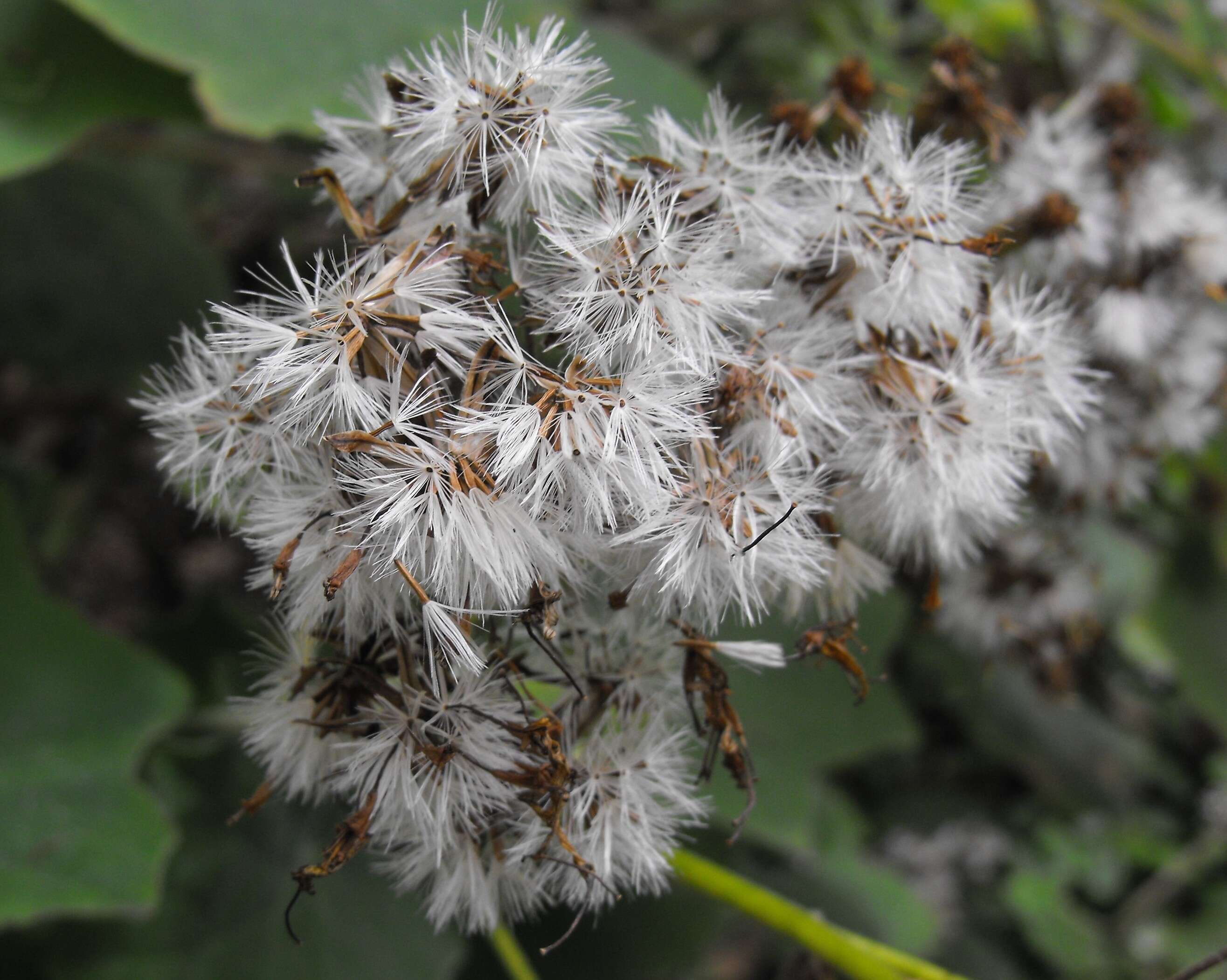 Image of velvet groundsel