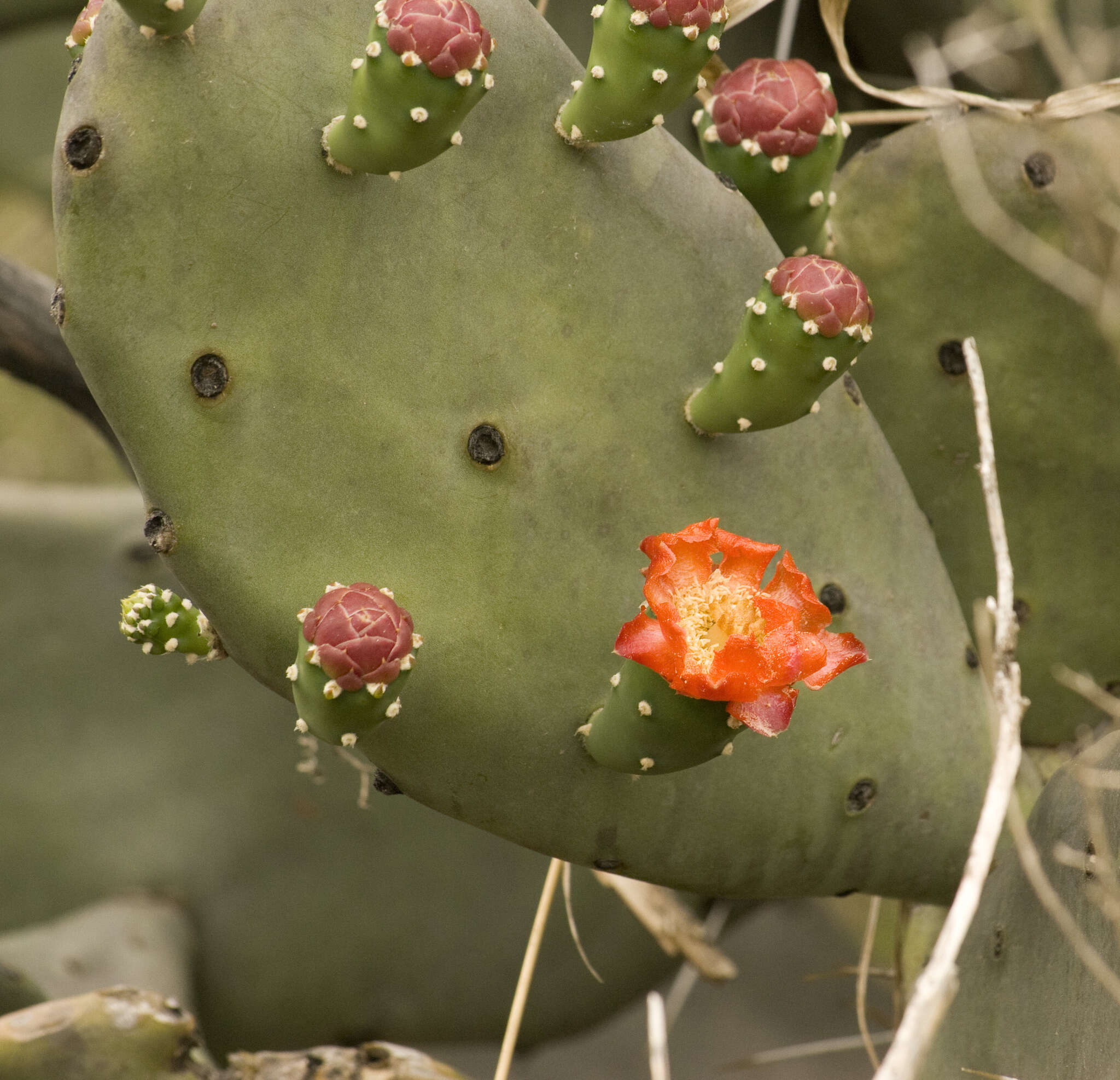 Image of Opuntia quimilo K. Schum.