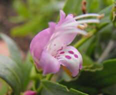 صورة Eremophila laanii F. Muell.