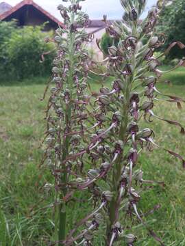 Image of Lizard orchid