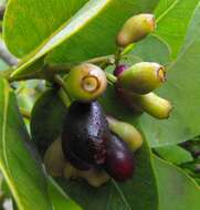 Imagem de Syzygium cordatum Hochst.