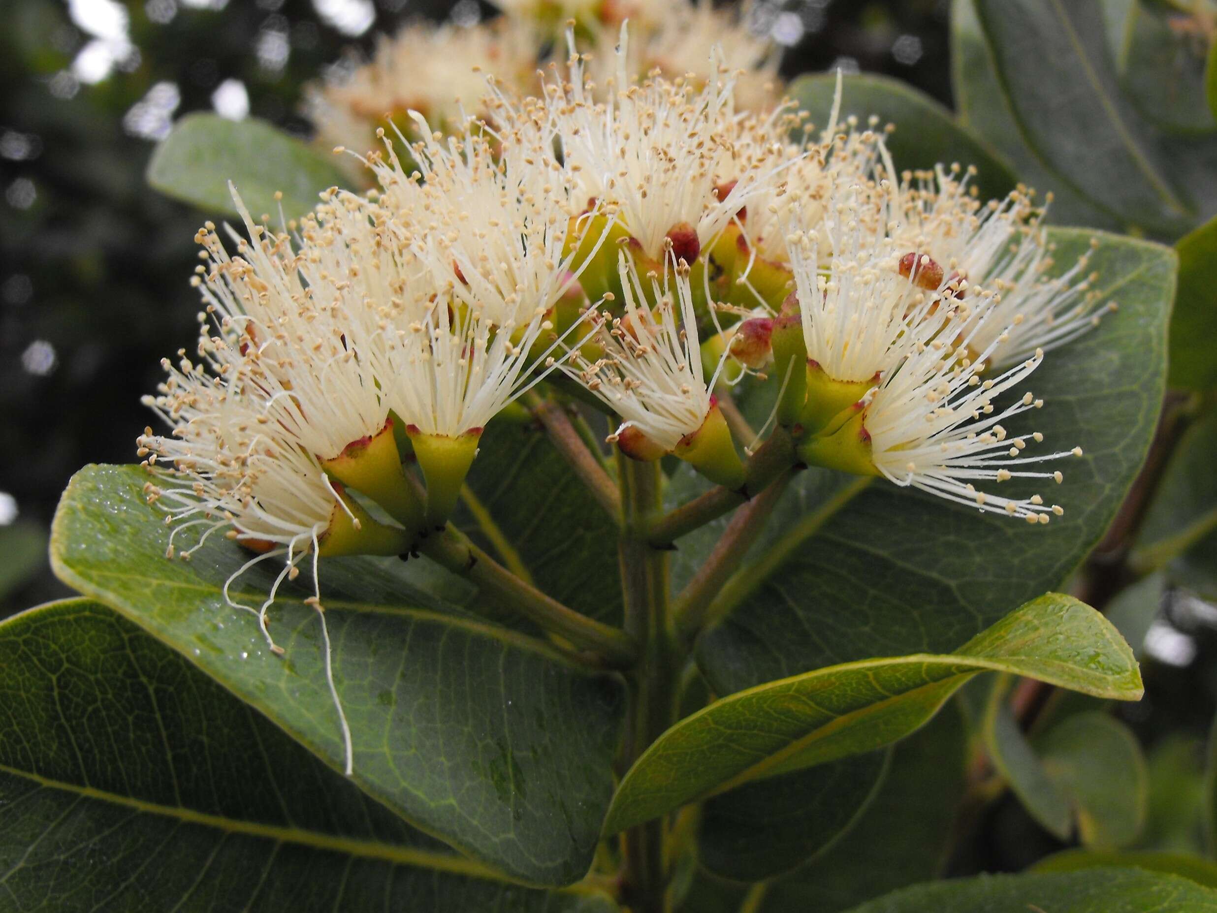 Imagem de Syzygium cordatum Hochst.