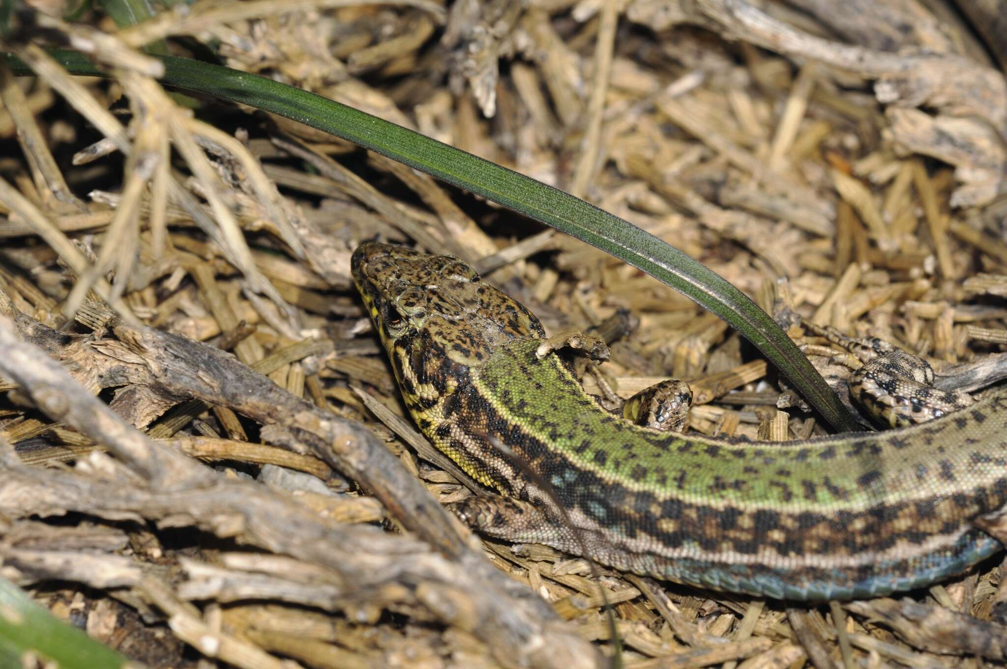 Image of Podarcis cretensis (Wettstein 1952)