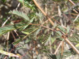 Plancia ëd Desmanthus covillei (Britton & Rose) B. L. Turner