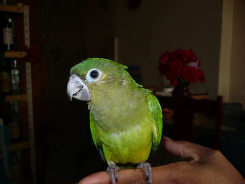 Image of Brown-throated Parakeet