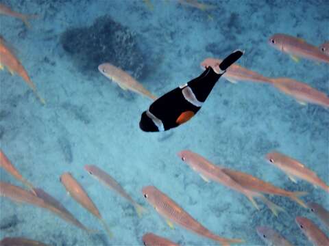 Image of Orange-fin anemonefish