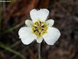 Image of <i>Calochortus ownbeyi</i>