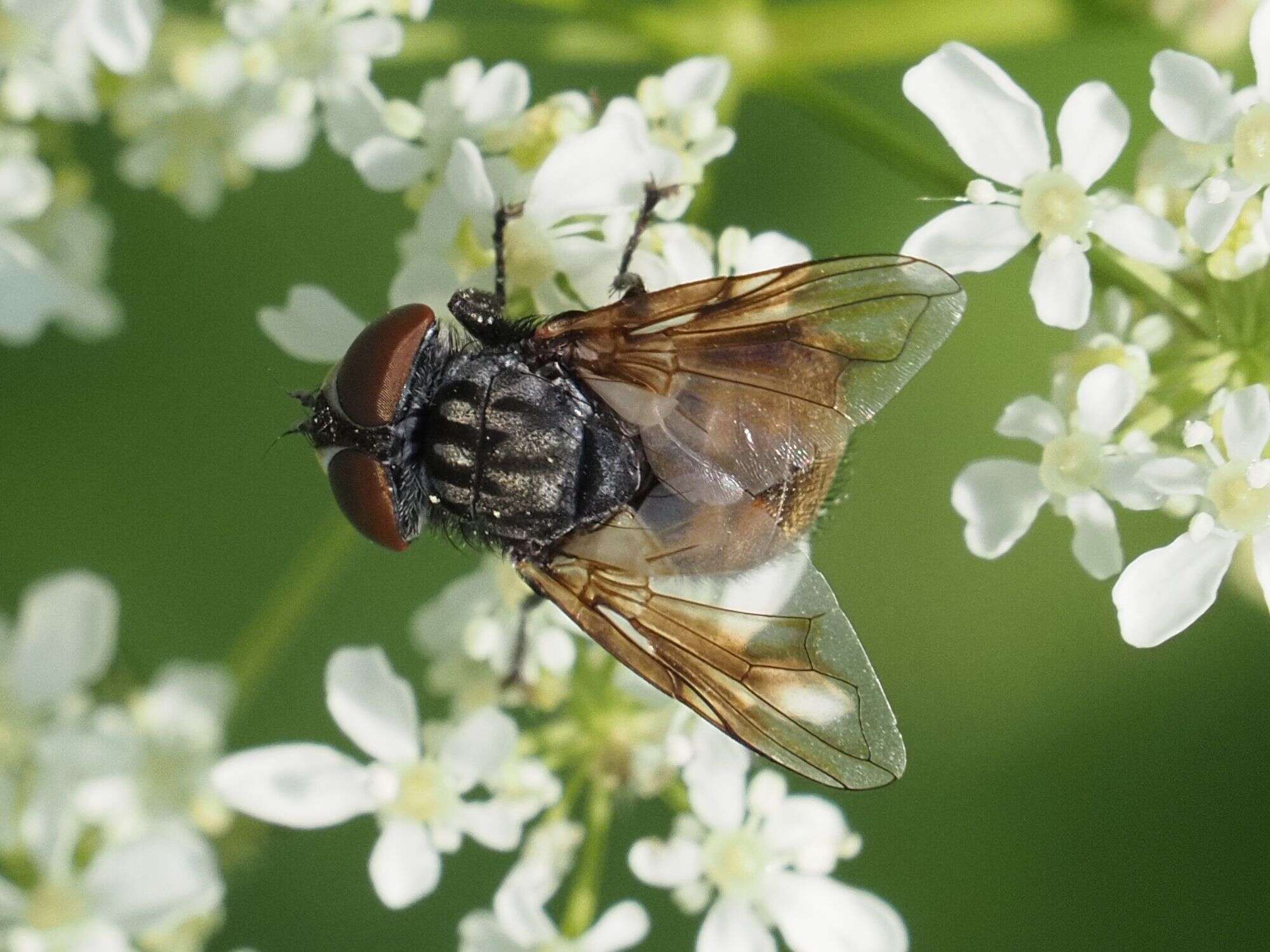 Image of Phasia subcoleoptrata (Linnaeus 1767)