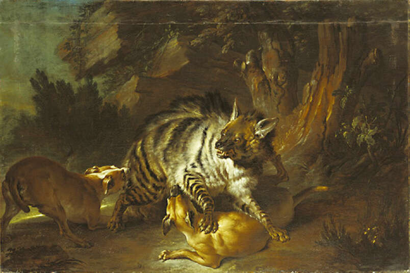 Image of Striped Hyena