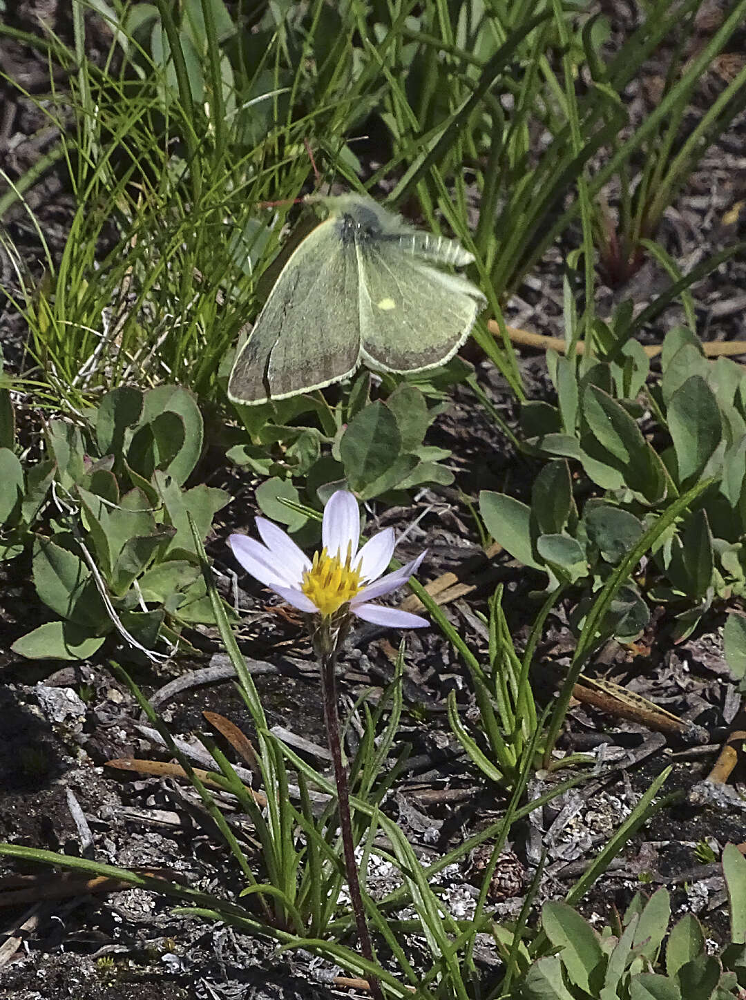 Image of Sierra Green Sulphur