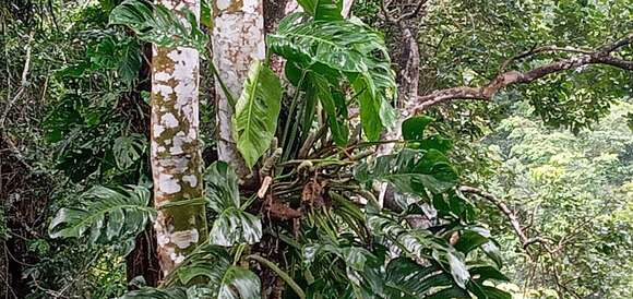 Image of Adanson's monstera