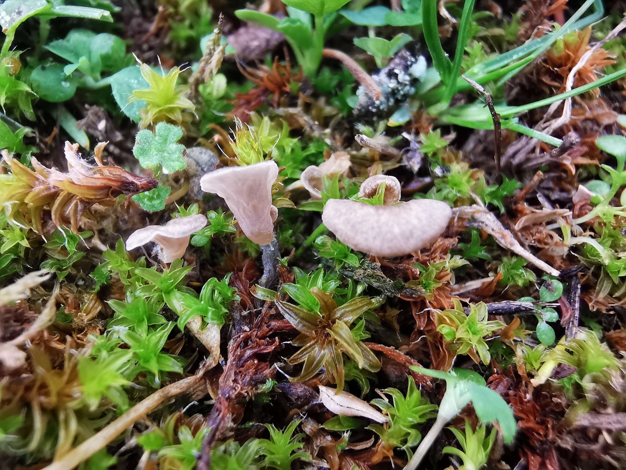 Image de Arrhenia spathulata (Fr.) Redhead 1984