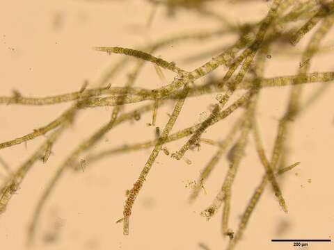 Image of Brown algae