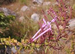 Image of Thorncroftia longiflora N. E. Br.