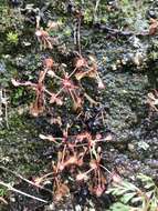 Image of Drosera madagascariensis DC.