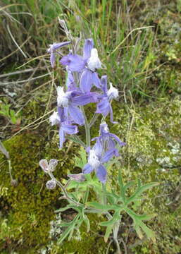 Image of royal larkspur