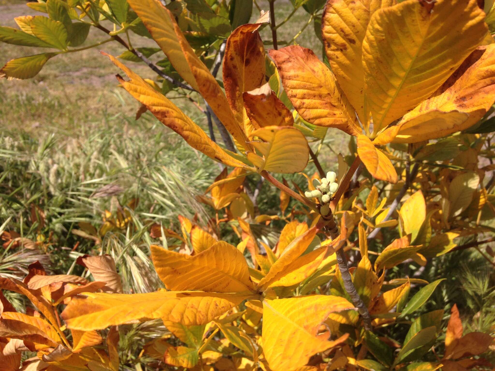 Imagem de Aesculus parryi A. Gray