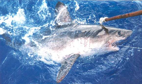 Image of Salmon Shark