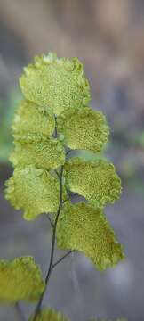 Adiantum chilense var. sulphureum (Kaulf.) Giudice的圖片