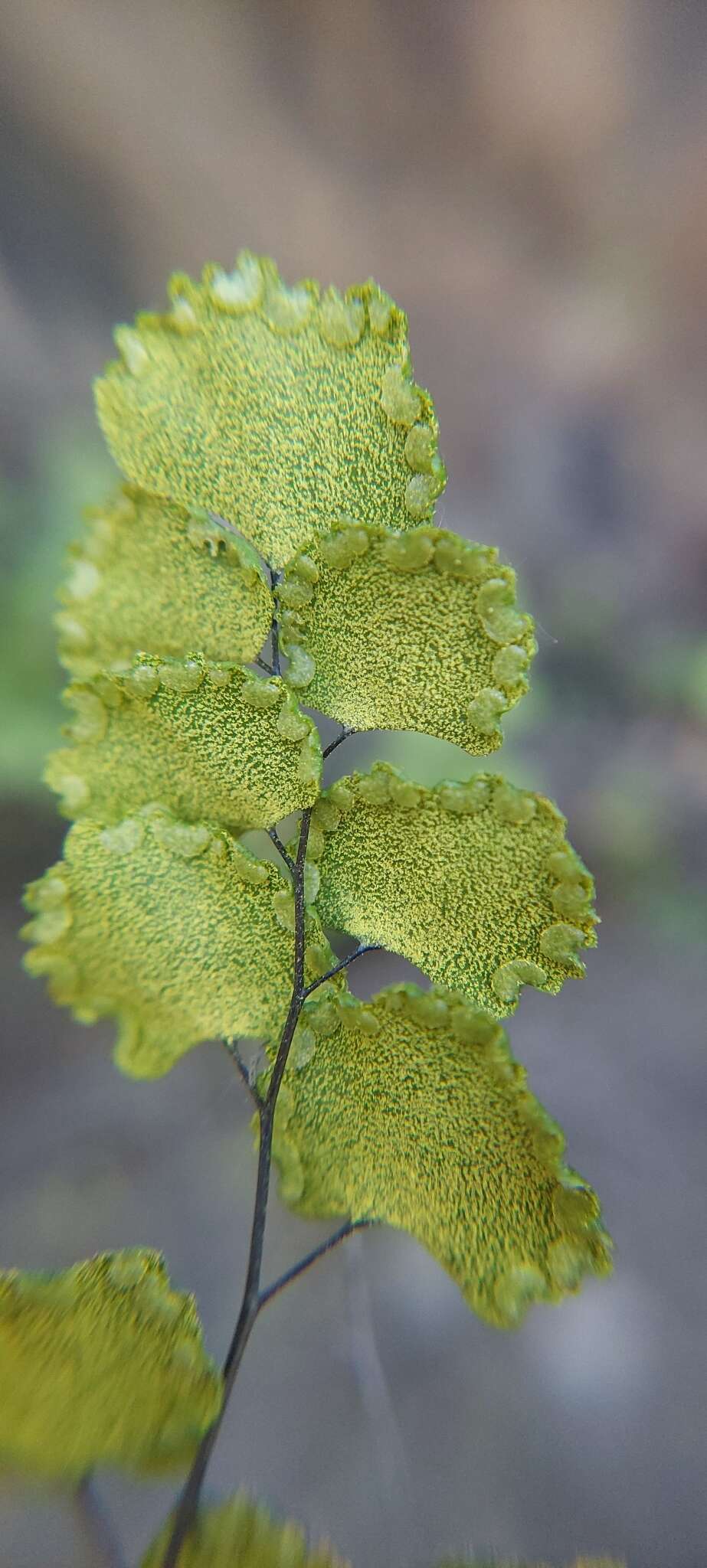 Image of Adiantum chilense var. sulphureum (Kaulf.) Giudice