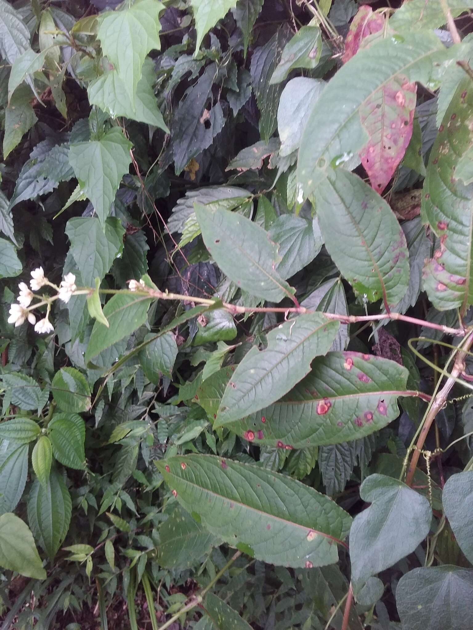 Sivun Persicaria chinensis (L.) Nakai kuva