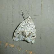 Image of Little White Lichen Moth