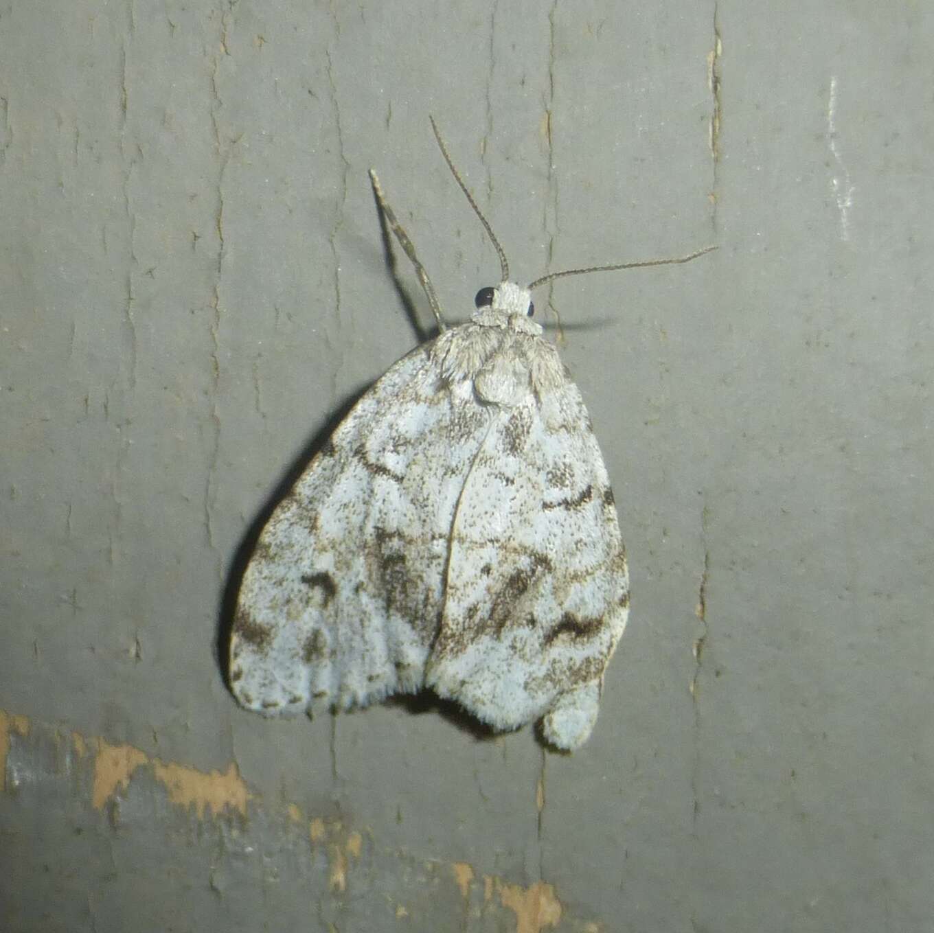 Image of Little White Lichen Moth