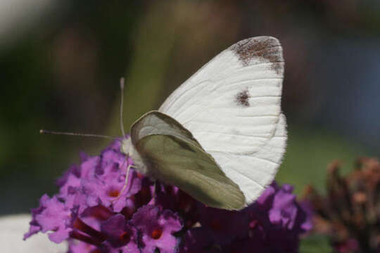 Image of Pieris mannii alpigena