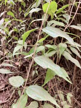 Image of Philadelphus mexicanus Schltdl.