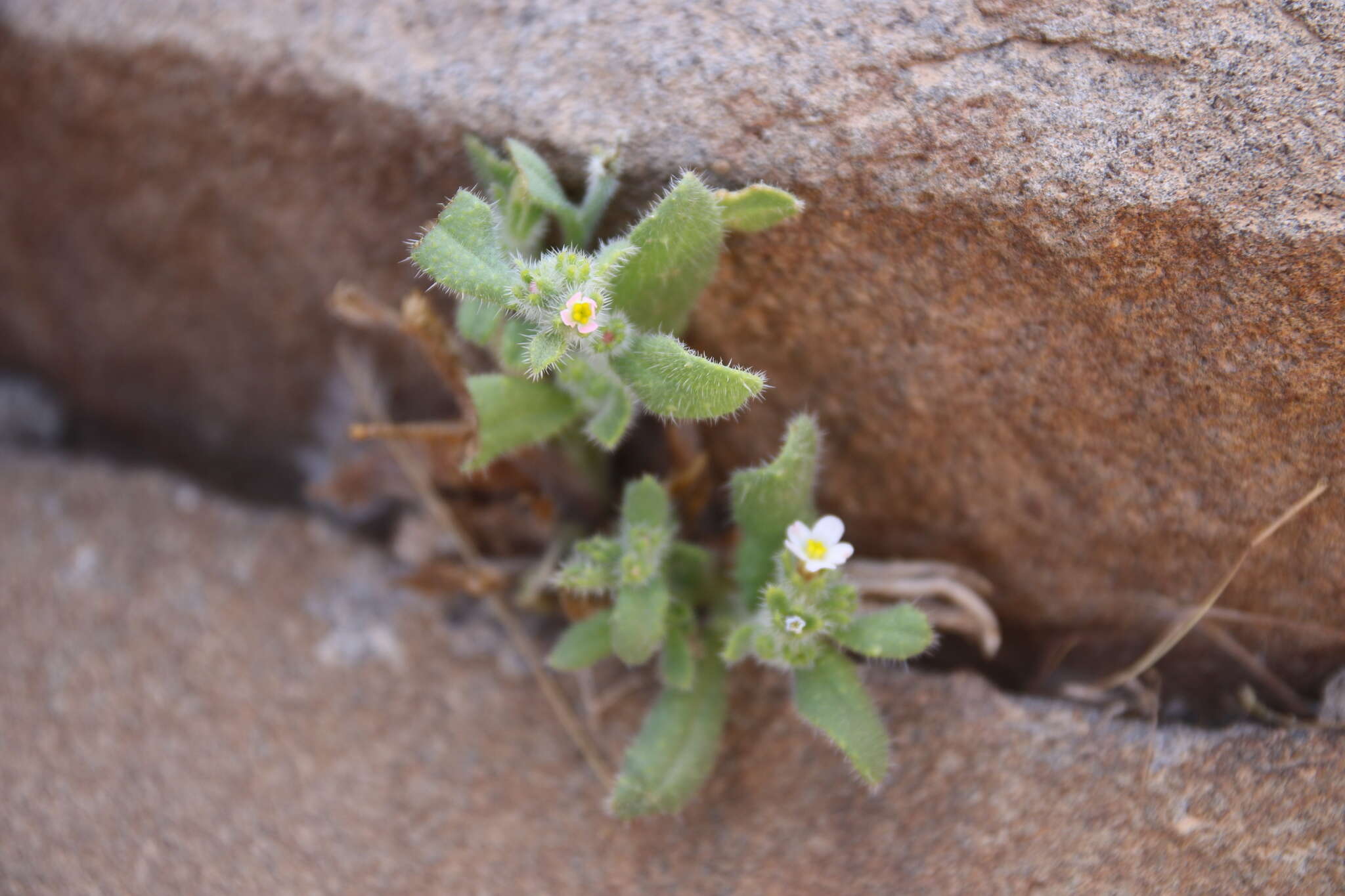 Anchusa milleri Spreng.的圖片