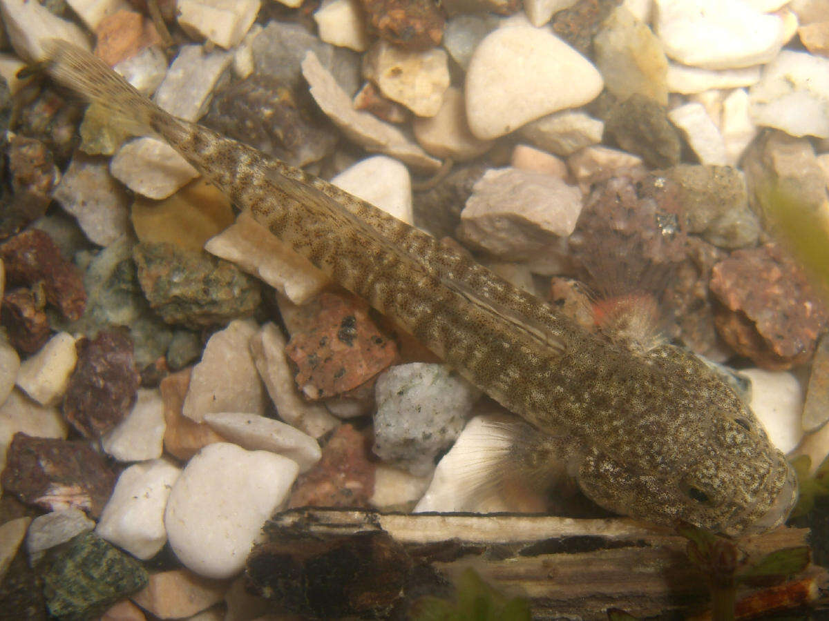 Image of Italian spring goby