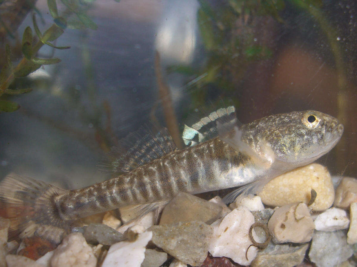 Image of Italian spring goby