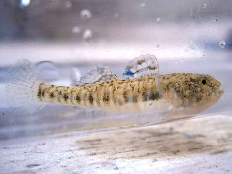 Image of Italian spring goby