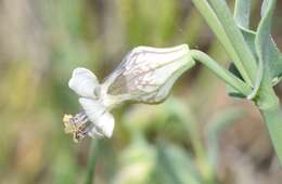 Image of Silene behen L.