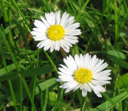 Image of Daisy