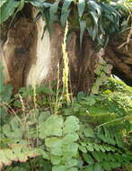 Image of Anemia rotundifolia Schrad.