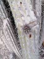 Image of Pachycereus hollianus (F. A. C. Weber) Buxb.