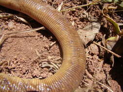 Image of Red Worm Lizard