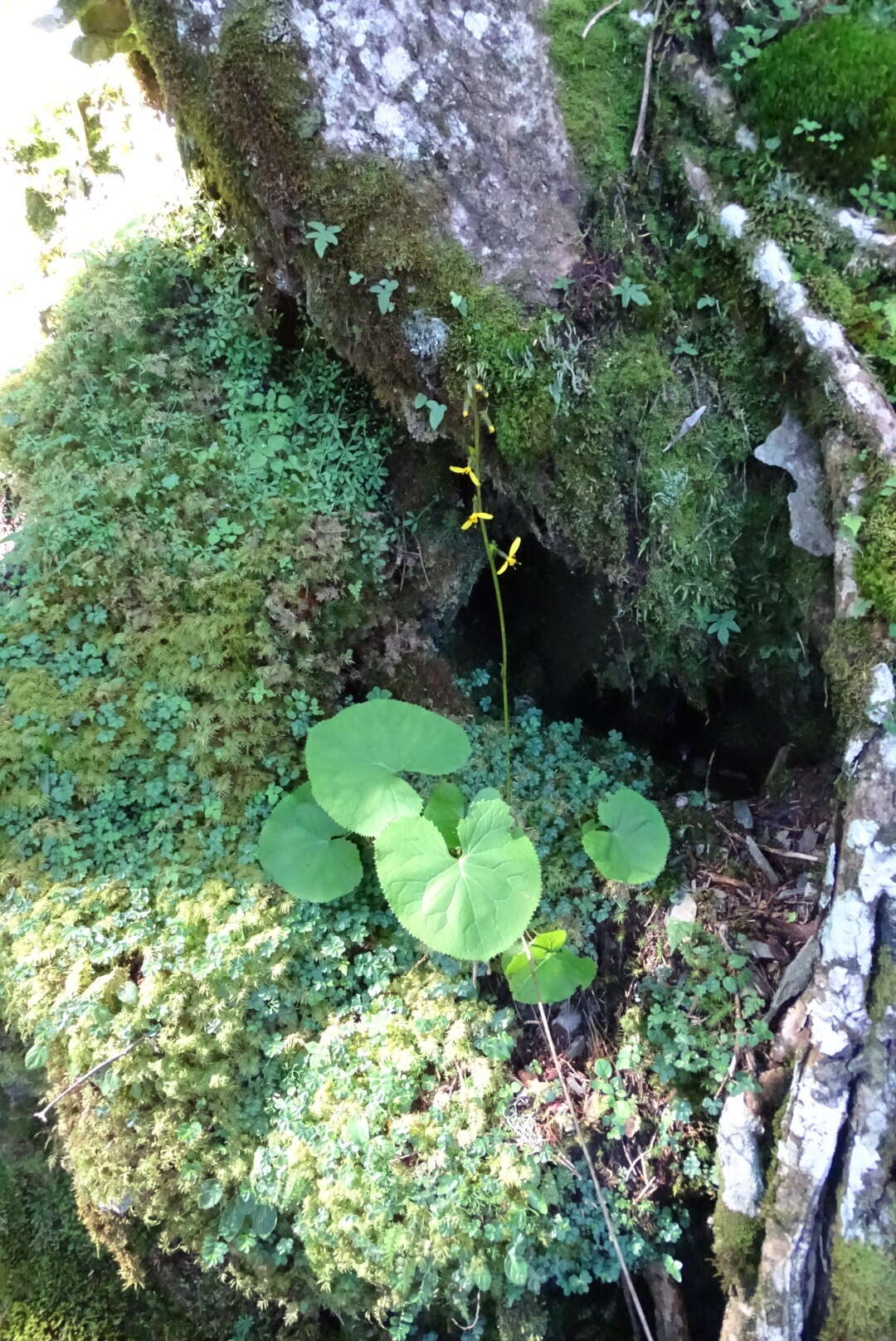 Image of Ligularia kojimae Kitam.