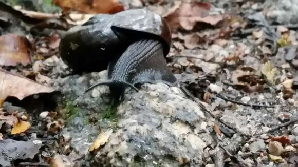 Image of Powelliphanta superba (Powell 1930)