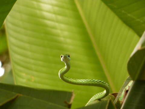 Sivun Leptophis ahaetulla nigromarginatus (Günther 1866) kuva