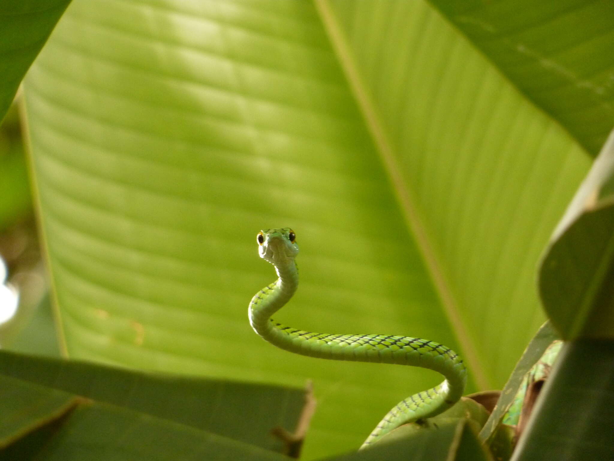 Image of Leptophis ahaetulla nigromarginatus (Günther 1866)