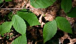 Image of Gray birch