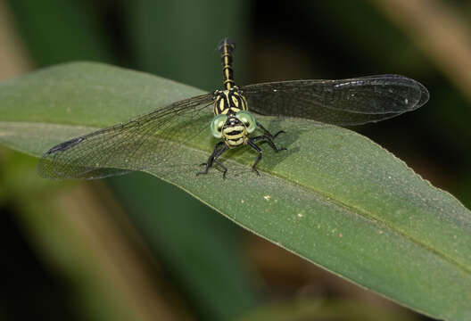 Imagem de Austrogomphus arbustorum Tillyard 1906