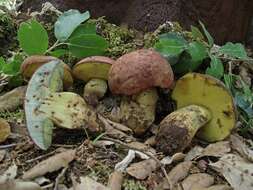 Image de Butyriboletus fuscoroseus (Smotl.) Vizzini & Gelardi 2014