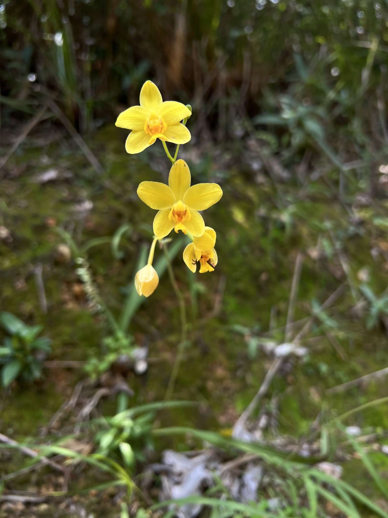 Imagem de Spathoglottis pubescens Lindl.