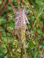 Image of Hoary Plantain