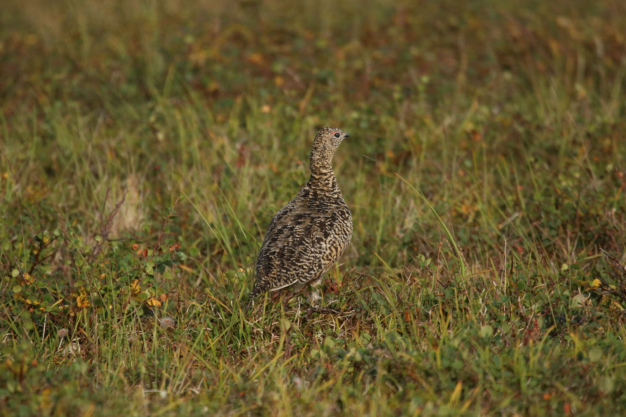 Imagem de <i>Lagopus muta komensis</i>