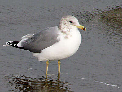 Larus californicus Lawrence 1854 resmi